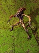 Фигурка Чужой Дигер с подвижными частями тела высота 24 см action figures Alien Xenomorph figurine with movable body parts height 18 cm - изображение 10