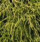 Кипарисовик горохоплідний Filifera Aurea Nana горщик С1,5 - зображення 2