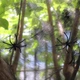 Искусственная паутина на Хэллоуин растяжимая для декора помещения фотозоны и тематической вечеринки 20 г черная - изображение 2