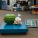 Электронные весы товарные до 150 кг, с WiFi памятью, TA-150 / Торговые весы напольные - изображение 8