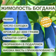 Саджанці жимолості їстівної Богдана - рання, крупноплідна, зимостійка - зображення 3