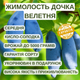 Саженцы жимолости съедобной Дочь Великана - средне-поздняя, урожайная, зимостойкая - изображение 2