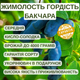 Саджанці жимолості їстівної Гордість Бакчара - середньо-пізня, крупноплідна, врожайна - зображення 2