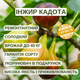 Саженцы инжира Кадота (Kadota) - самоплодный, ремонтантный, скороплодный - изображение 4