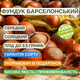Саджанці Фундука (ліщини) Барселонський - середній, урожайний, морозостійкий - зображення 3