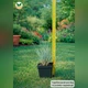 Саджанці Костриці Сизої (Festuca cinerea) Р9 - зображення 6
