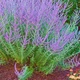 Саженцы Полыни перовской лебедолистной (Perovskia atriplicifolia) Р9 - изображение 2