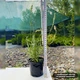 Саженцы Лаванды узколистной Хидкот (Lavandula angustifolia Hidcote) Р9 - изображение 3