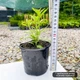 Саджанці Перовскії лебедолистної Блю Спайр (Perovskia atriplicifolia Blue Spire) Р9 - зображення 3