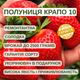 Саженцы клубники (рассада) Крапо 10 (Crapo 10) - ремонтантная, крупноплодная, сочная (в кассете) - изображение 4