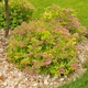 Саженцы Спиреи японской Меджик Карпет (Spiraea japonica Magic Carpet) Р9 - изображение 6