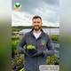 Саженцы Камнеломки Арендса белая (Saxifraga Arendsii) Р9 - изображение 5
