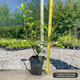 Саженцы Гортензии метельчатой Фрайз Мельба (Hydrangea paniculata Fraise Melba) Р9 - изображение 4