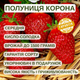 Саджанці полуниці (розсада) Корона - середня, соковита, ароматна - зображення 5