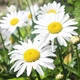 Саженцы Ромашки Садовой (Leucanthemum) P9 - изображение 2