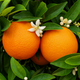 Саженцы апельсина Ванил Сангуино (Citrus Vainiglia Sanguigno) - ранний, комнатный, скороплодный - изображение 1