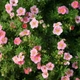Саджанці Перстачу Пінк Парадайз (Potentilla fruticosa Pink Paradise) Р9 - зображення 2