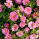 Саджанці Перстачу Пінк Парадайз (Potentilla fruticosa Pink Paradise) Р9 - зображення 3