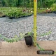 Саженцы Бересклета Форчуна Эмеральд Гаети (Euonymus fortunei Emerald Gaiety) Р9 - изображение 3