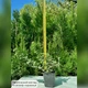 Саженцы Бересклета Форчуна Эмеральд Гаети (Euonymus fortunei Emerald Gaiety) Р9 - изображение 5