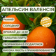 Саженцы апельсина Валенсия - ранний, ароматный, сладкий - изображение 5