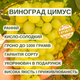 Саженцы Винограда Цимус - сверхранний, мускатный, урожайный - изображение 5