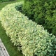 Саджанці Дерена білого Сібіріка Варієгата (Cornus alba Sibirica Variegata) Р9 - зображення 2
