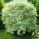 Саджанці Дерена білого Елегантісіма (Cornus alba Elegantissima) Р9 - зображення 6