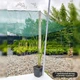 Саженцы Вейника остроцветкового Карл Форстер (Calamagrostis acutiflora Karl Foerster) Р9 - изображение 5