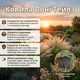 Саженцы Ковыль Пони Тэйлз (Хвост Пони) (Pony Tails) Р9 - изображение 4