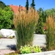 Саженцы Вейника остроцветкового Карл Форстер (Calamagrostis acutiflora Karl Foerster) Р9 - изображение 9