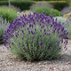 Саженцы Лаванды узколистной Платинум Нико (Lavandula angustifolia Platinum nico) Р9 - изображение 1