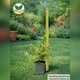 Саджанці Спіреї японської Літтл Принцес (Spiraea japonica Little Princess) Р9 - зображення 5