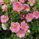 Саженцы Лапчатки Лавли Пинк (Potentilla fruticosa Lovely Pink) Р9 - изображение 1