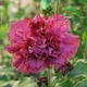 Саджанці Гібіскуса сирійського Френч Кабарет Ред (Hibiscus syriacus French Cabaret Red) - зображення 1