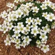 Саженцы Камнеломки Арендса белая Вайт Пикс (Saxifraga Arendsii White Pixie) Р9 - изображение 1