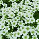 Саженцы Камнеломки Арендса белая Вайт Пикс (Saxifraga Arendsii White Pixie) Р9 - изображение 2