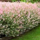 Саженцы Ивы цельнолистной японской Хакуро Нишики (Salix integra Hakuro Nishiki) Р9 - изображение 2