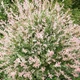 Саженцы Ивы цельнолистной японской Хакуро Нишики (Salix integra Hakuro Nishiki) Р9 - изображение 8