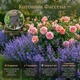 Саженцы Котовника Фассени Пурсиан Блю (Nepeta faassenii Pursian Blue) Р9 - изображение 4