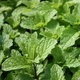 Саженцы Мяты Мохито (Mentha nemorosa Mokhito / Mojito) P9 - изображение 2