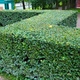 Саженцы Кизильника блестящего, вертикальный (Cotoneaster lucidus) Р9 - изображение 1