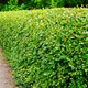 Саженцы Кизильника блестящего, вертикальный (Cotoneaster lucidus) Р9 - изображение 2