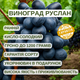 Саджанці Винограду Руслан - раннього терміну, великоплідний, морозостійкий - зображення 4