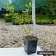 Саженцы Пираканты ярко-красной Оранж Глоу (Pyracantha coccinea Orange Glow) Р9 - изображение 2
