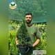 Саженцы Туи западной Смарагд (Thuja occidentalis Smaragd) 3-х летняя С1.5 - изображение 6