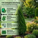 Саженцы Туи западной Смарагд (Thuja occidentalis Smaragd) 3-х летняя С1.5 - изображение 8