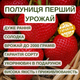 Саджанці полуниці (розсада) Перший Урожай - дуже рання, солодка, великоплідна - зображення 5