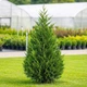 Саджанці Купрессоципариса Лейланда (Cupressocyparis leylandii) Р9 - зображення 5