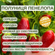 Саджанці суницеполуниці Пенелопа - середня, солодка, ароматна - изображение 5